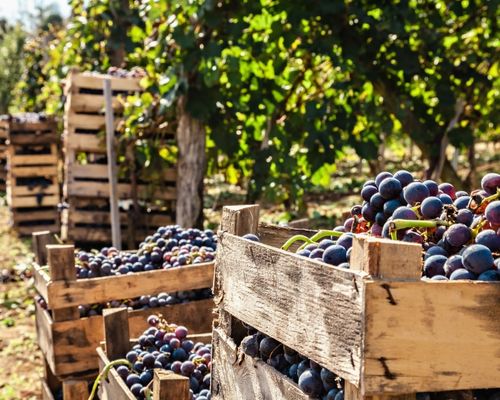 Die Weinschutzverbände des Gardasees