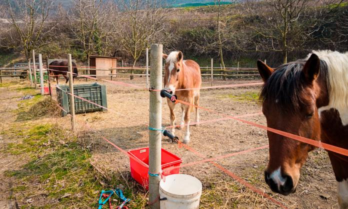 ASD Calzà Performance Horses